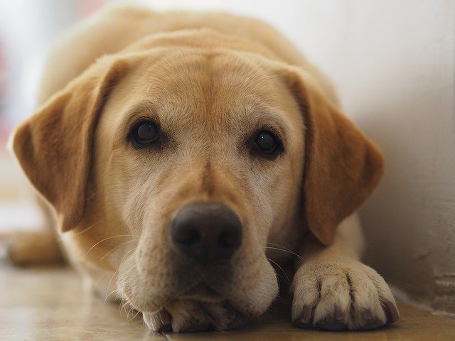 Unduh gratis Labrador Retriever Dog Pet - foto atau gambar gratis untuk diedit dengan editor gambar online GIMP