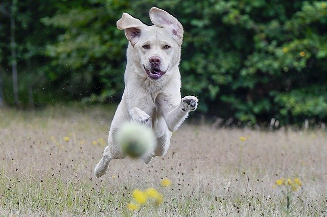 Descarga gratuita Labrador Retriever Racing: foto o imagen gratuita para editar con el editor de imágenes en línea GIMP