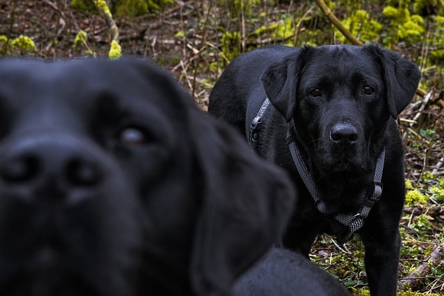 Free download labradors labrador retrievers free picture to be edited with GIMP free online image editor