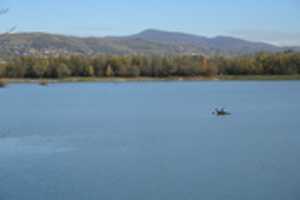 Free download Labudovi, drijen svib, jezero Rakitje, 30.10.2017. free photo or picture to be edited with GIMP online image editor