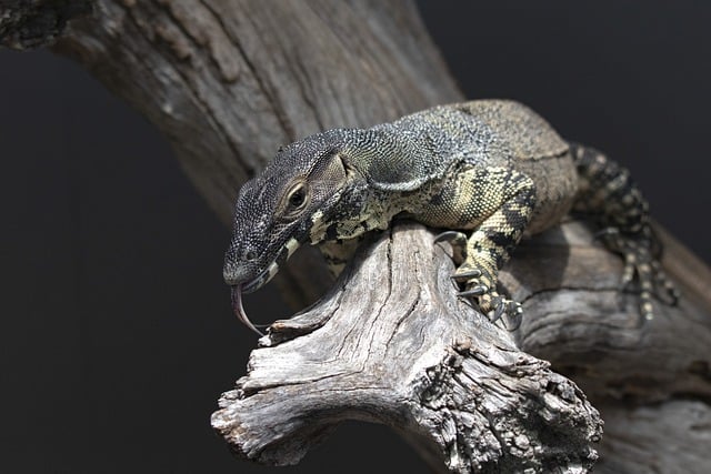 Free download lace monitor goanna lizard reptile free picture to be edited with GIMP free online image editor