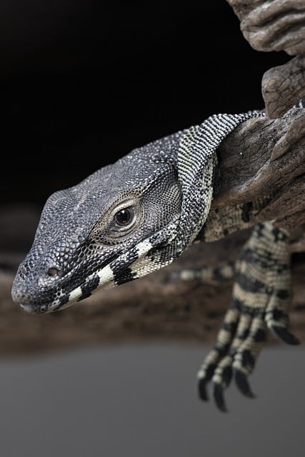 Free download lace monitor monitor animal lizard free picture to be edited with GIMP free online image editor