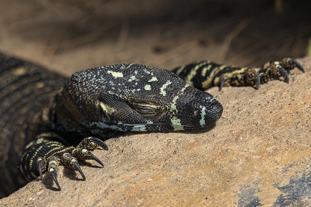 Free download lace monitor monitor goanna lizard free picture to be edited with GIMP free online image editor