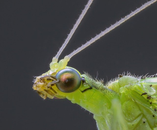 Muat turun percuma Lacewing Insect Eyes - foto atau gambar percuma untuk diedit dengan editor imej dalam talian GIMP