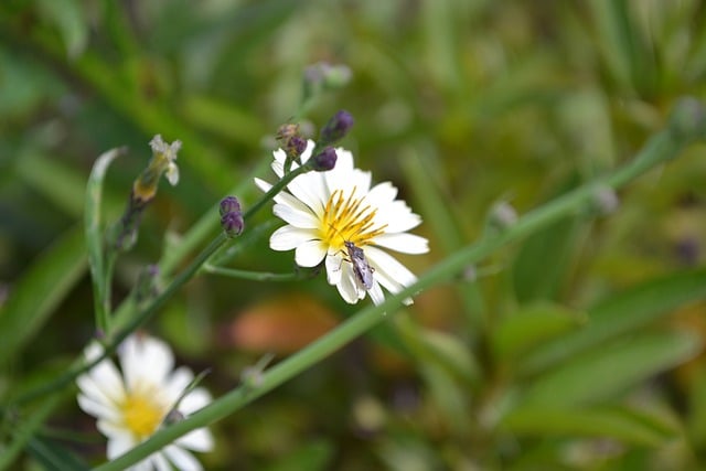 സൗജന്യ ഡൗൺലോഡ് lactuca indica insect pollination സൗജന്യ ചിത്രം GIMP സൗജന്യ ഓൺലൈൻ ഇമേജ് എഡിറ്റർ ഉപയോഗിച്ച് എഡിറ്റ് ചെയ്യും