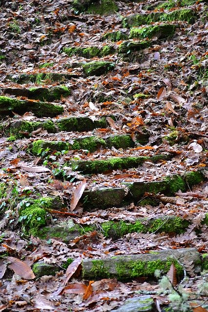 Free download Ladder Leaves Autumn -  free free photo or picture to be edited with GIMP online image editor