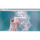 ladybird  screen for extension Chrome web store in OffiDocs Chromium