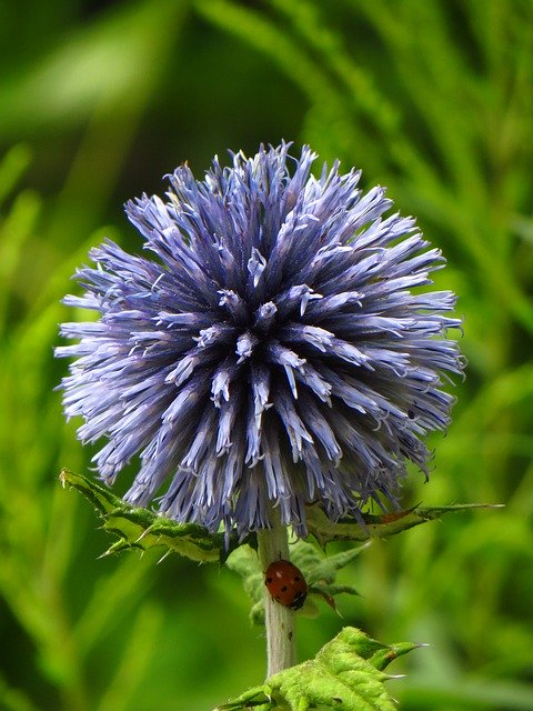 Unduh gratis Ladybird Flower Nature - foto atau gambar gratis untuk diedit dengan editor gambar online GIMP