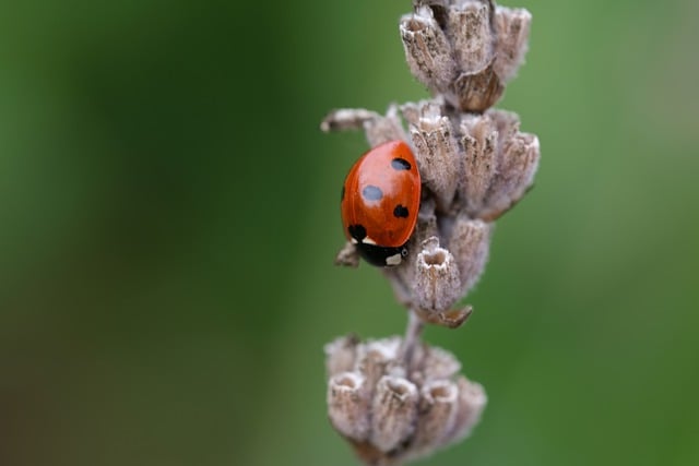 Free download ladybird insect dried plant flower free picture to be edited with GIMP free online image editor