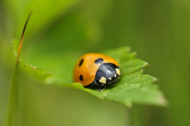 Free download ladybird ladybug 7 spot ladybird free picture to be edited with GIMP free online image editor