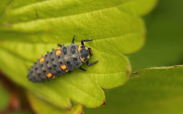 Free download ladybird larva beetle coccinellidae free picture to be edited with GIMP free online image editor