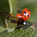 Ladybug  screen for extension Chrome web store in OffiDocs Chromium