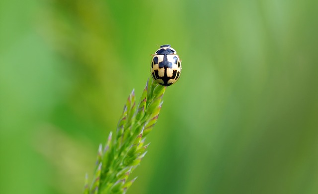 Free download ladybug 14 points lucky bug free picture to be edited with GIMP free online image editor