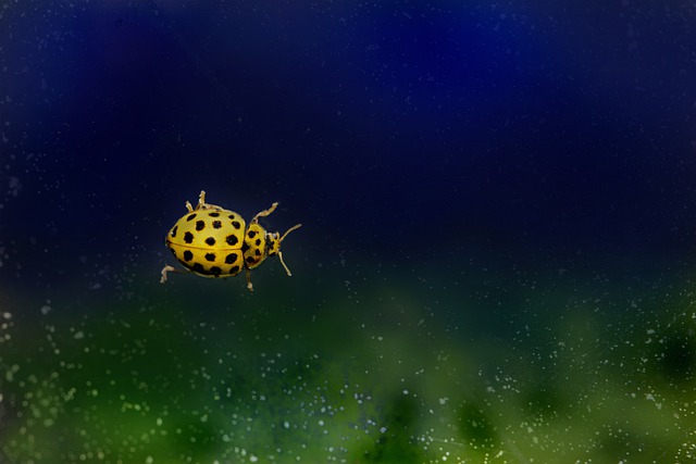 Free download ladybug 22 spotted ladybug insect free picture to be edited with GIMP free online image editor