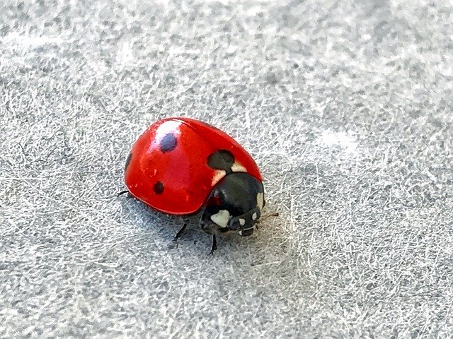 دانلود رایگان Ladybug Alifaki Insect - عکس یا عکس رایگان قابل ویرایش با ویرایشگر تصویر آنلاین GIMP