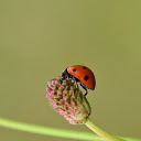Ladybug and flowers  screen for extension Chrome web store in OffiDocs Chromium