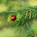 Ladybug and the long green leaf  screen for extension Chrome web store in OffiDocs Chromium