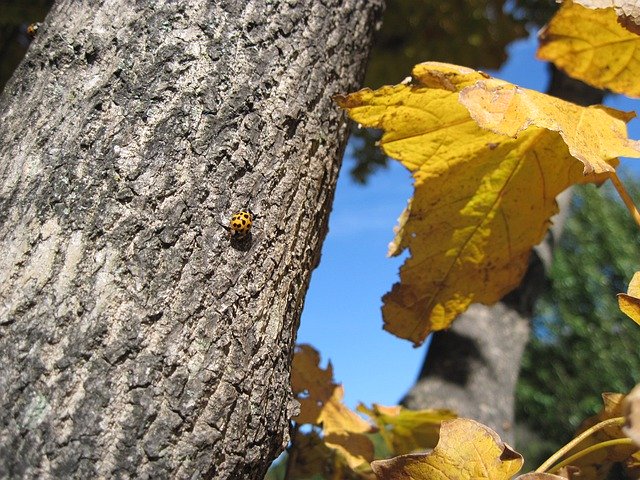 Free picture Ladybug Autumn Nature -  to be edited by GIMP free image editor by OffiDocs