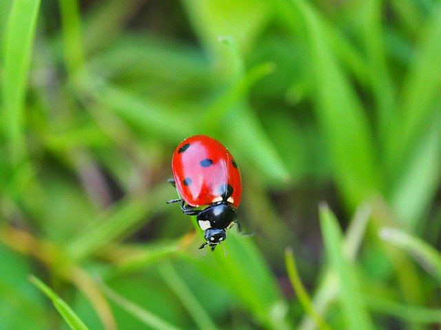 Free picture Ladybug Beetle Insect -  to be edited by GIMP free image editor by OffiDocs