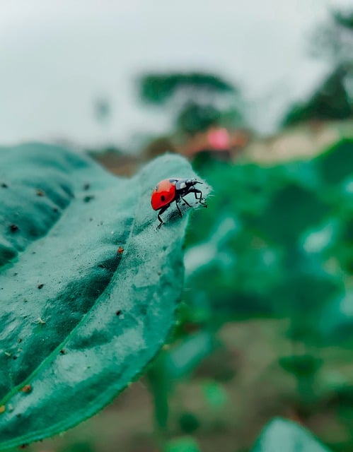 Free download ladybug beetle insect bug leaf free picture to be edited with GIMP free online image editor