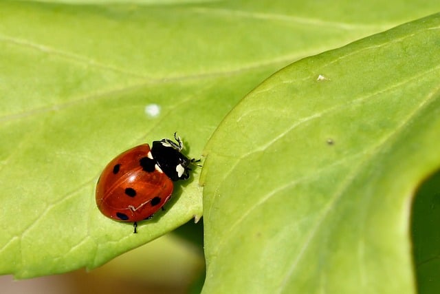 Free download ladybug beetle insect close up free picture to be edited with GIMP free online image editor