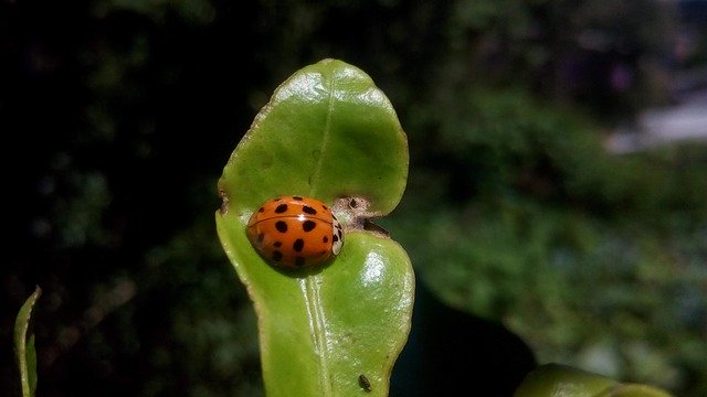 Free download Ladybug Beetle Nature -  free photo or picture to be edited with GIMP online image editor