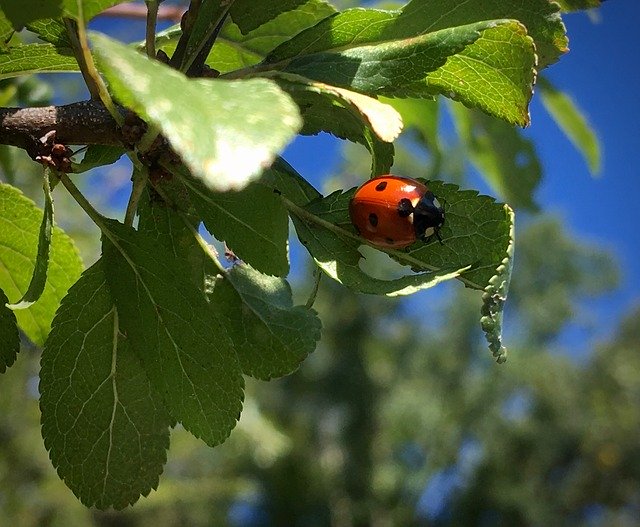 הורדה חינם של Ladybug Beetle Summer - תמונה או תמונה בחינם לעריכה עם עורך התמונות המקוון GIMP