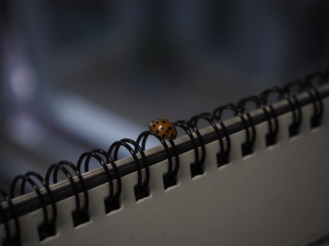 Безкоштовно завантажте Ladybug Bug - безкоштовну фотографію чи зображення для редагування за допомогою онлайн-редактора зображень GIMP