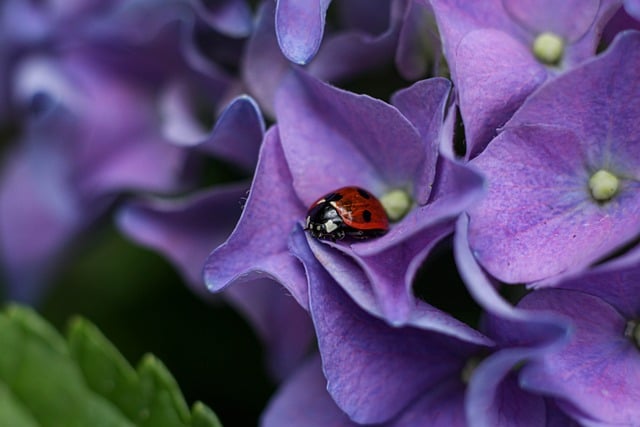 Free download ladybug bug nature beetle detail free picture to be edited with GIMP free online image editor