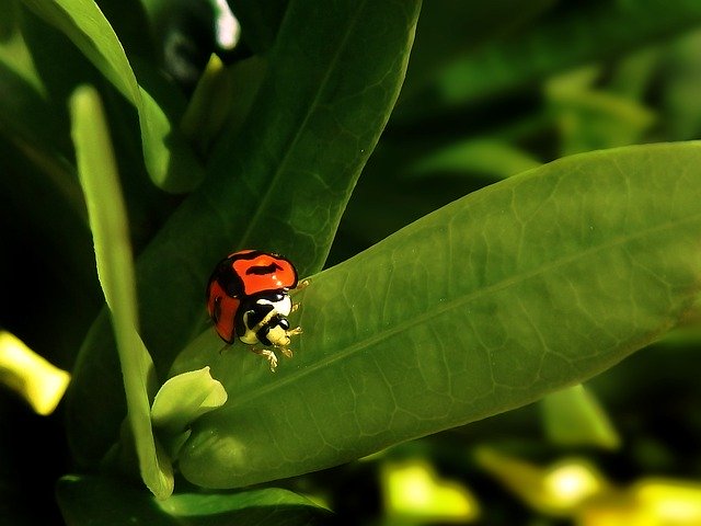 Free picture Ladybug Coquito Green -  to be edited by GIMP free image editor by OffiDocs