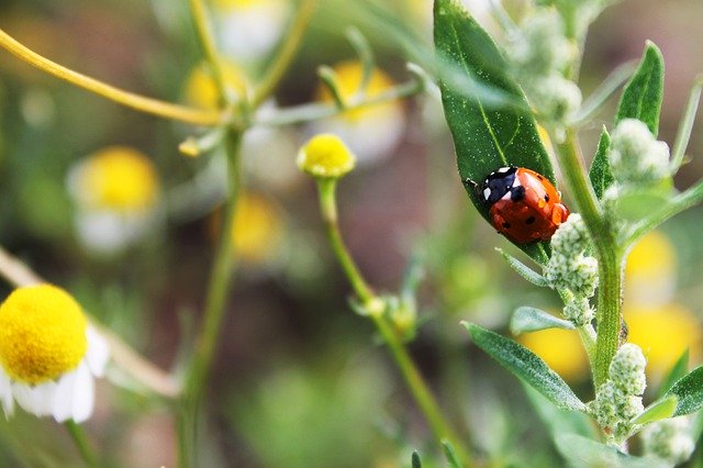 Free download Ladybug Daisy Nature -  free photo or picture to be edited with GIMP online image editor