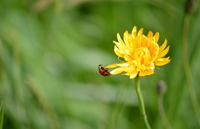 Free download ladybug fana hawkweed yellow flower free picture to be edited with GIMP free online image editor