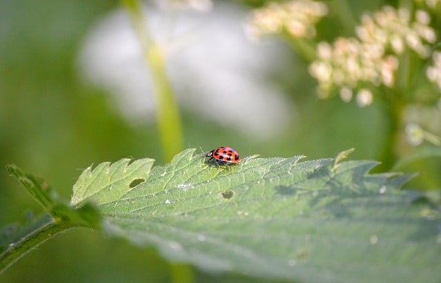 Free download ladybug fana the wayside free picture to be edited with GIMP free online image editor