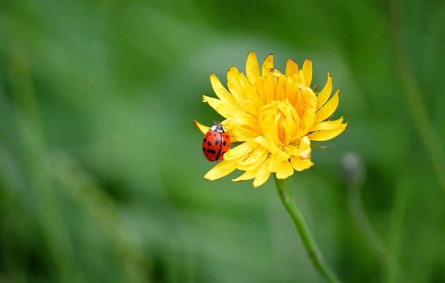 Free download ladybug fana yellow flower free picture to be edited with GIMP free online image editor