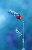 Free download ladybug free photo or picture to be edited with GIMP online image editor