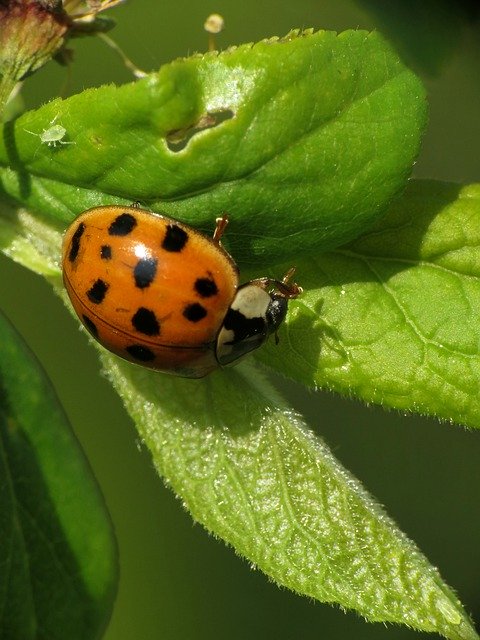 Скачать бесплатно Ladybug Insect Animal Lucky - бесплатное фото или изображение для редактирования с помощью онлайн-редактора GIMP