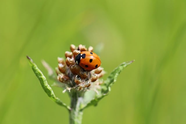 Free download ladybug insect beetle coccinellidae free picture to be edited with GIMP free online image editor