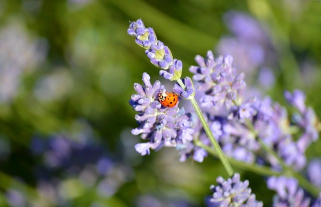 Free download ladybug insect beetle nature free picture to be edited with GIMP free online image editor