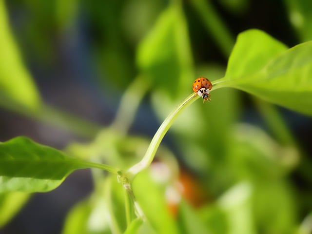 Free download ladybug insect leaves foliage free picture to be edited with GIMP free online image editor