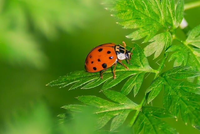 Free download ladybug insect lucky charm points free picture to be edited with GIMP free online image editor