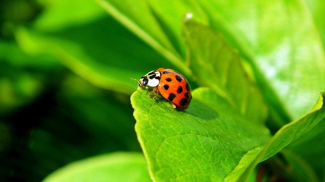دانلود رایگان Ladybug Insect Nature - عکس یا تصویر رایگان قابل ویرایش با ویرایشگر تصویر آنلاین GIMP