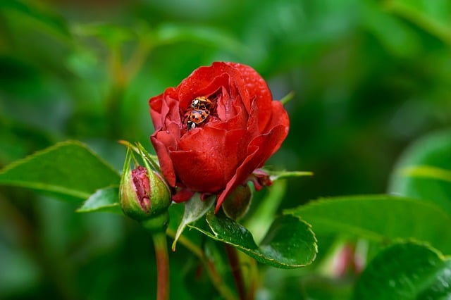 Free download ladybug insect pairing lucky charm free picture to be edited with GIMP free online image editor