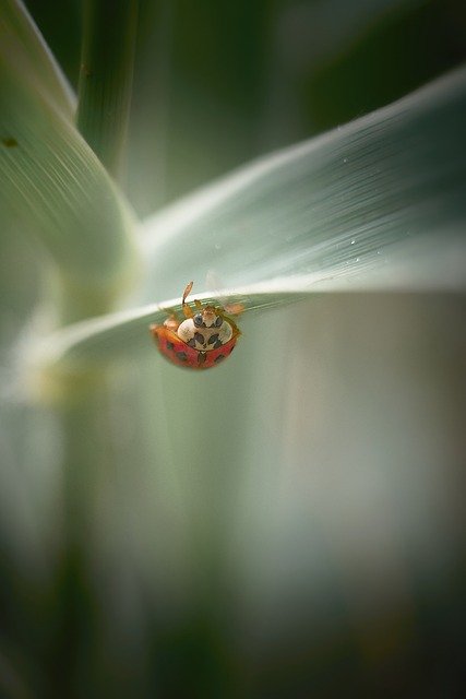 Free download Ladybug Insect Scarab -  free photo or picture to be edited with GIMP online image editor