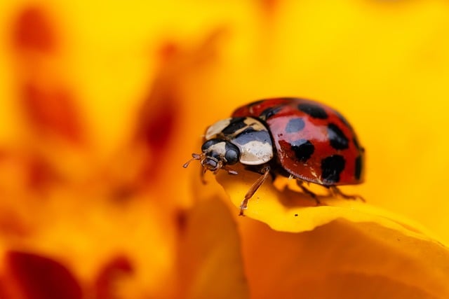 Free download ladybug insect shell flower macro free picture to be edited with GIMP free online image editor