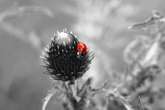 הורדה חינם של Ladybug Ladybird Select Color - תמונה או תמונה בחינם לעריכה עם עורך התמונות המקוון GIMP