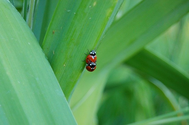 Free download Ladybug Ladybugs Insect -  free photo or picture to be edited with GIMP online image editor