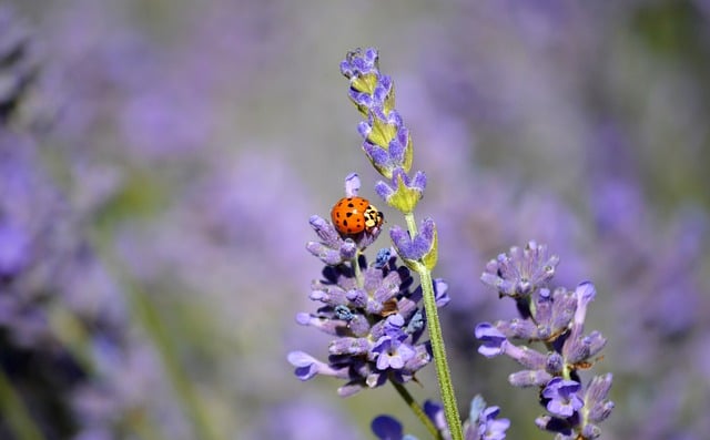Free download ladybug lavender insect nature free picture to be edited with GIMP free online image editor