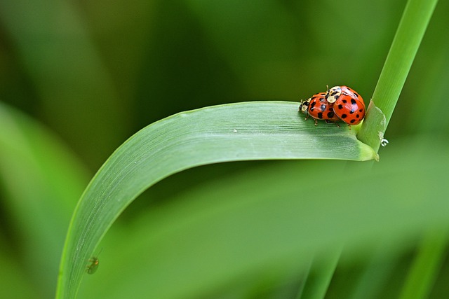 Free download ladybug leaf 22 spot ladybird free picture to be edited with GIMP free online image editor