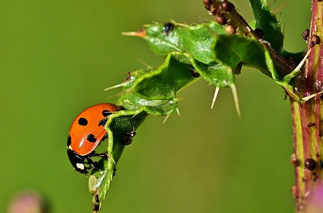 Free download Ladybug Leaf Aphid -  free photo or picture to be edited with GIMP online image editor