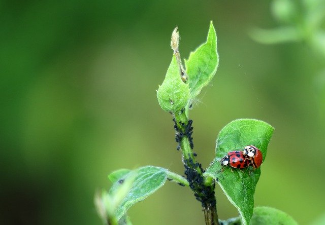 Descarga gratuita Ladybug Leaf Green: foto o imagen gratuita para editar con el editor de imágenes en línea GIMP